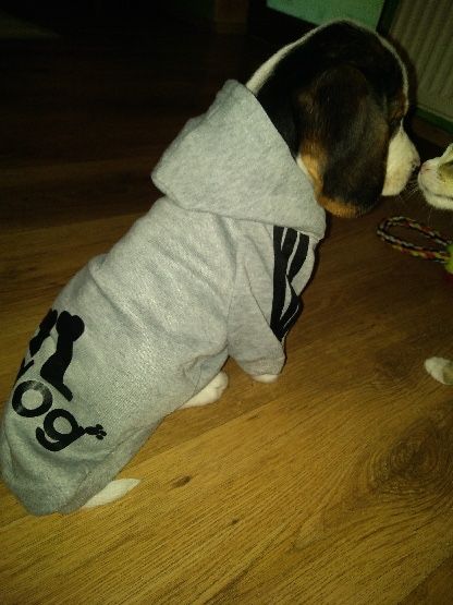 Beagle tricolor! Wybitny z rodowodem.