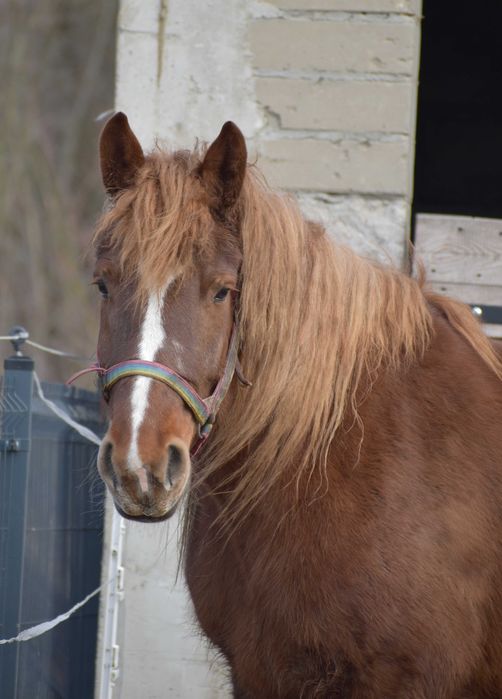 Klacz zimnokrwista, czekoladowa z jasną grzywą, pełne pochodzenie