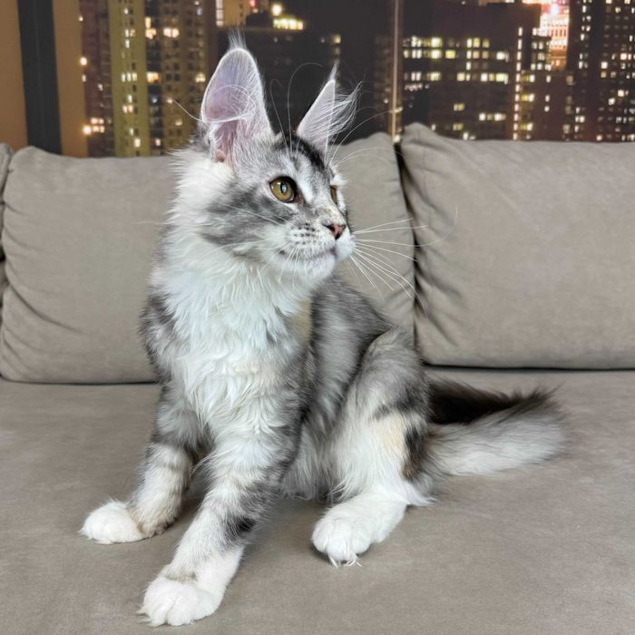 Клубный котенок Мейн-Кун в серебряном окрасе. Девочка