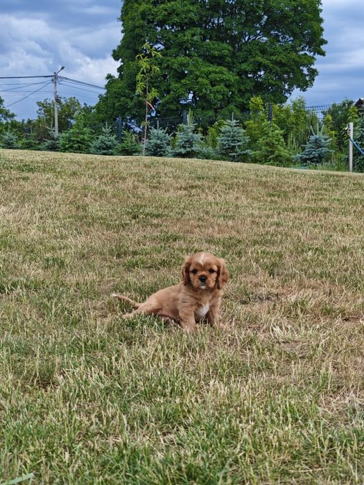 Cavalier King Charles Spaniel FCI