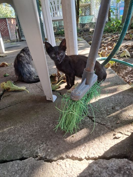 Gatinhos para adoção