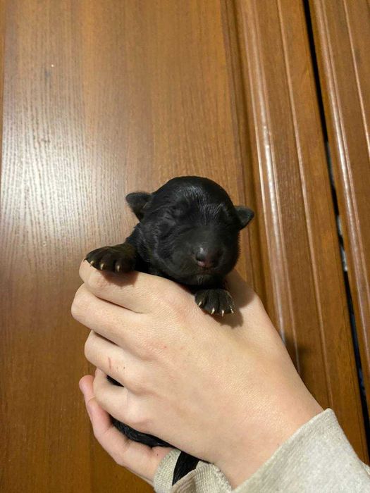 собака, метис (немка и дворняжка)