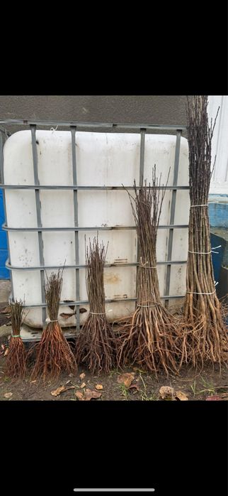 Продам дичку груші,антипка,алича,айва сідо,