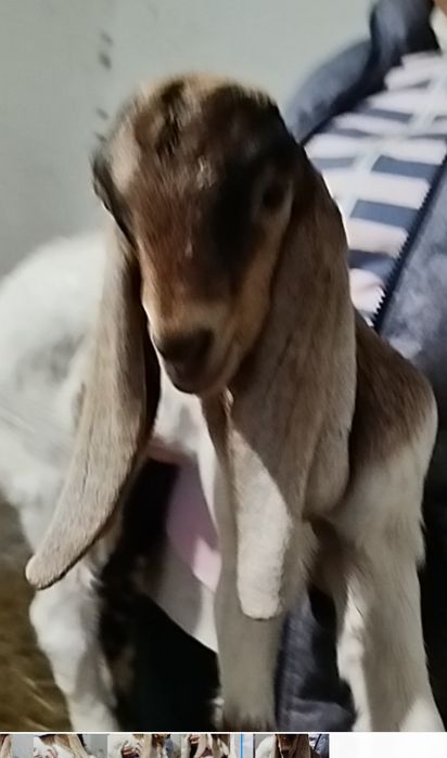 Каморі цапки, народились в січні 2026 року