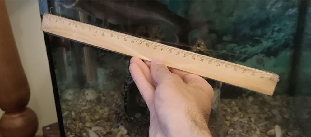 Пангасіус (акулячий сом)