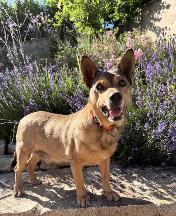 Mały senior który szuka domu