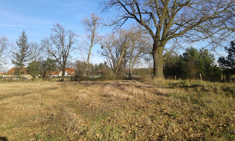 Działka budowlana Ostaszów gmina Przemków 15 arów od właściciela