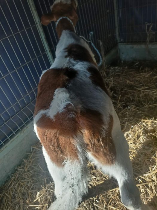 Sprzedam jałówke simentalke