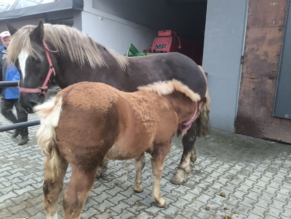 Sprzedam klacz z ogierkiem