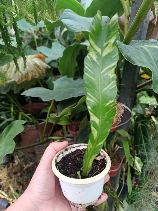 Папороть поліподіум polypodium variegata