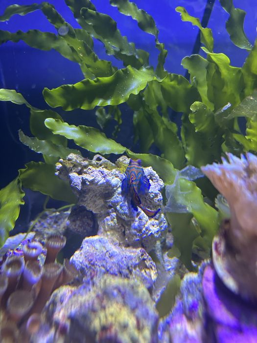 Peixe Mandarim (Synchiropus splendidus) – Cores Vibrantes