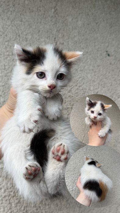 кошенята у добрі руки