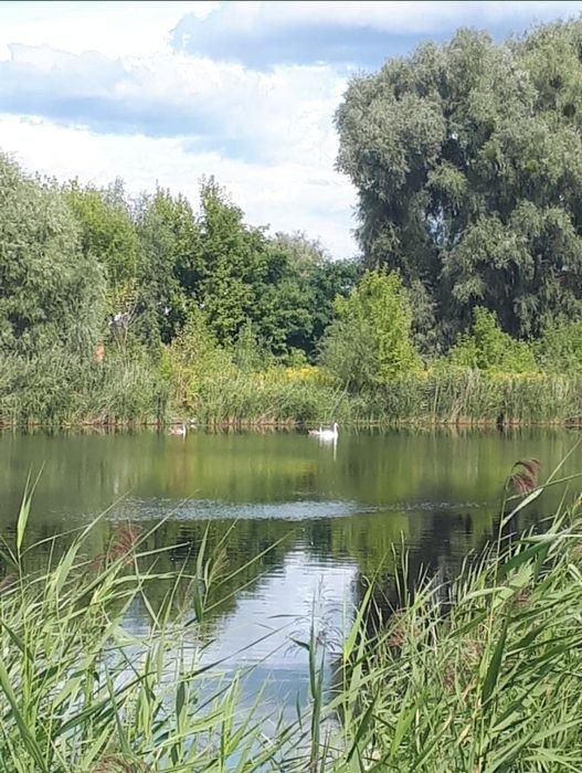 Продам ділянку  с.Кодра,33 сотки,поруч ліс та річка,65 км від Києва