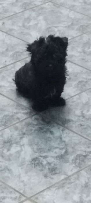 Yorkshire terrier czarny