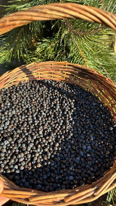 Ялівець ягода(можжевельник ).Закарпаття.За 1 кг.