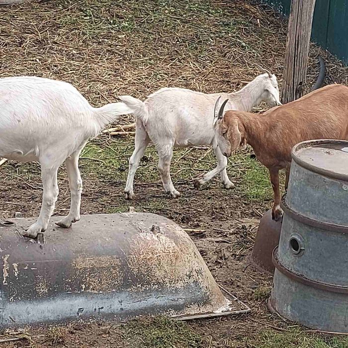 Нубийские козочки
