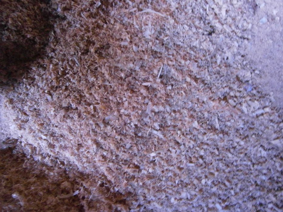 Oddam trociny sosnowe