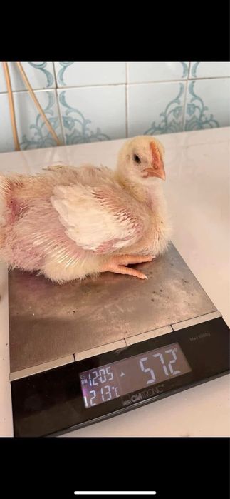 Птиця добова та підрощена