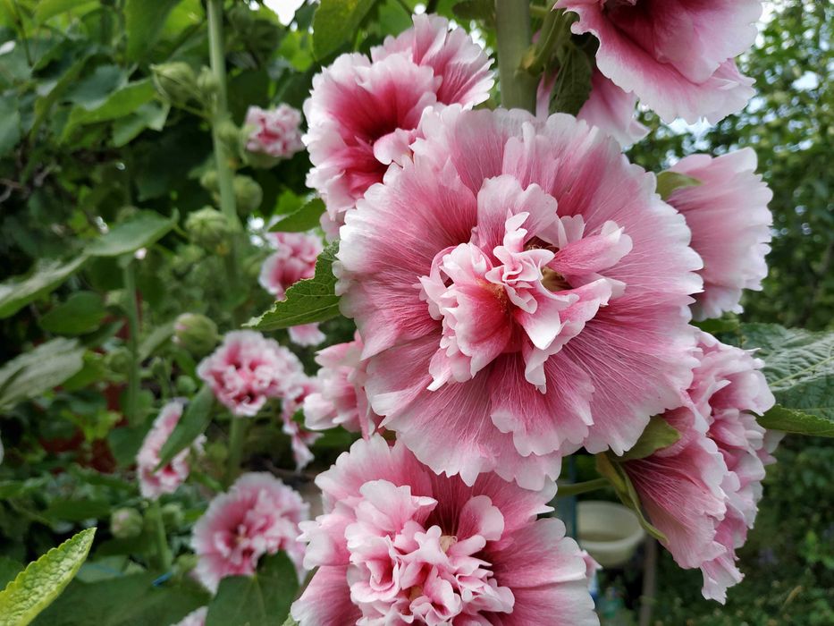 Семена махровой полной мальвы из моего сада