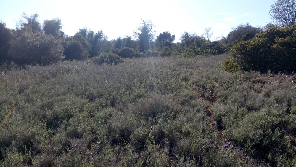 Terreno 4,6 Hect, ruína 120m2, Aldeia dos Matos, Paderne, Albufeira