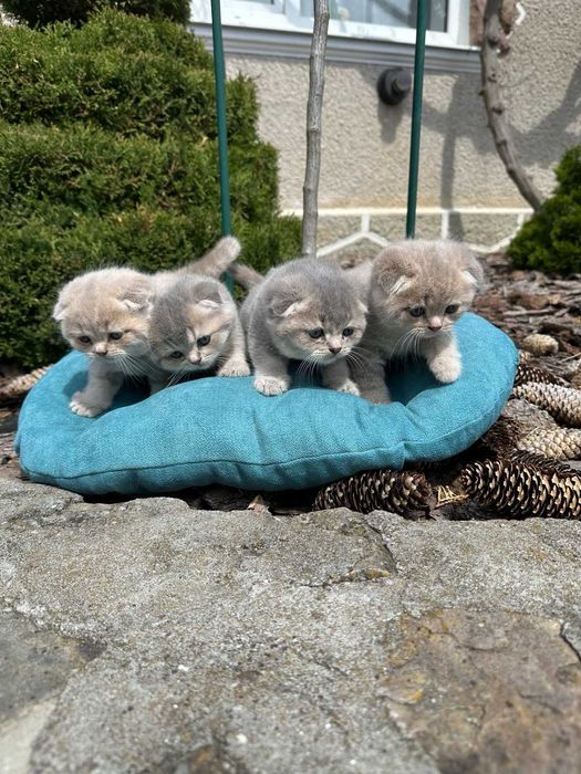 Шотландські висловухі кошенята