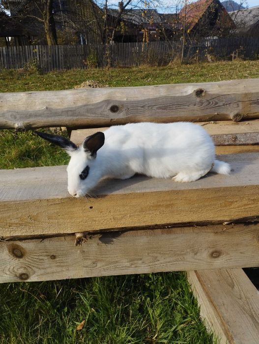 Продаються кролики різних порід