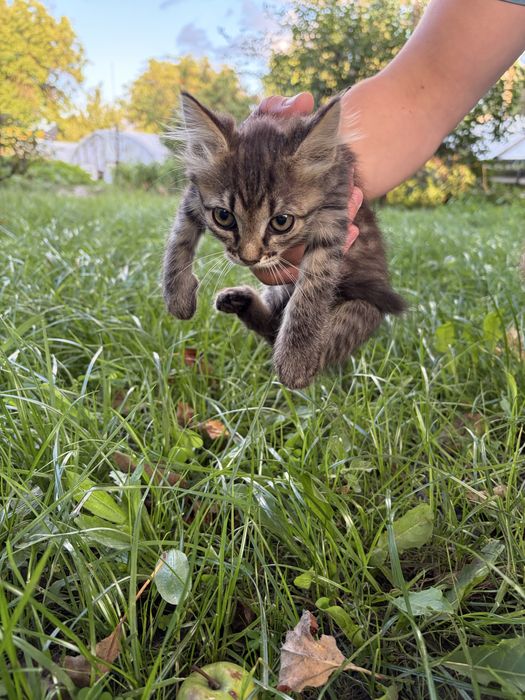 Кошенята безкоштовно в добрі руки