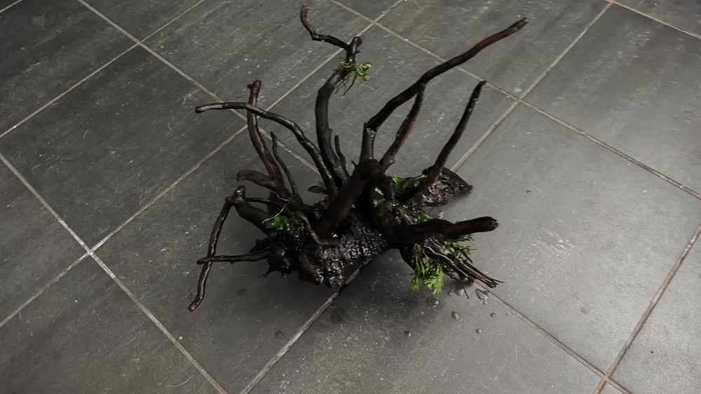 Tronco aquário com plantas