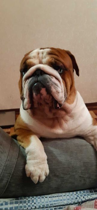 Английский бульдог , вязка