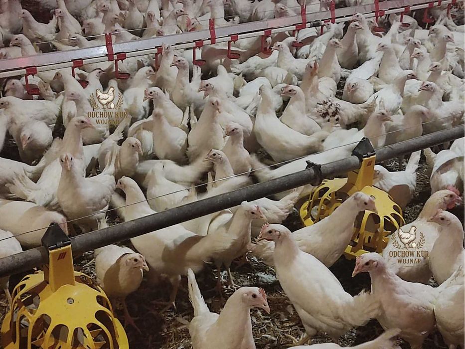 Kury nioski rosa ogólnoużytkowe różne odmiany 18–22 tygodnie