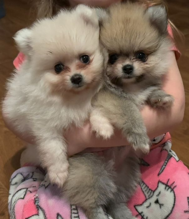 Мишки померашки