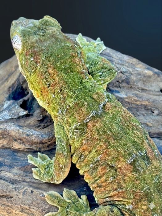 Mniarogekko chahoua