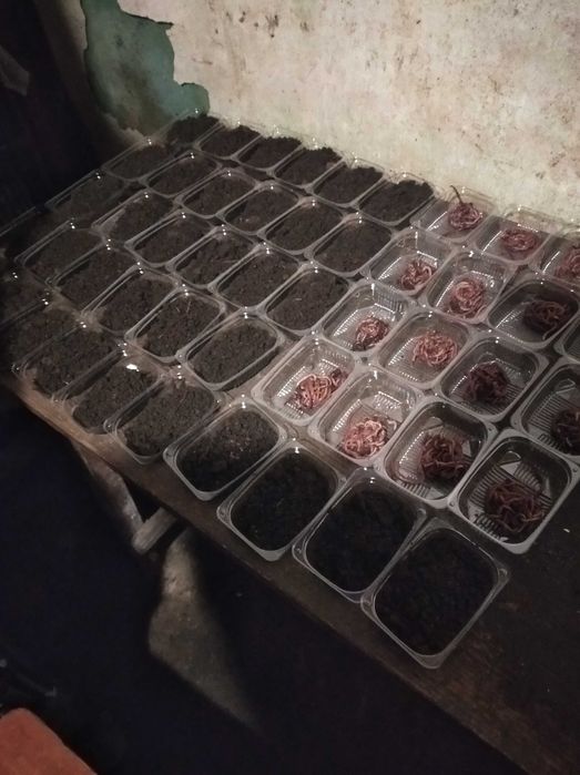 Кокони  мальок      або маточник Дендробена.