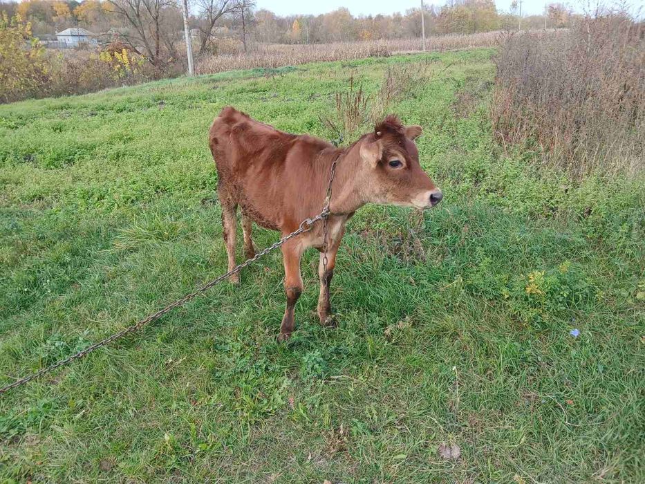 Продам телицю Джерсей