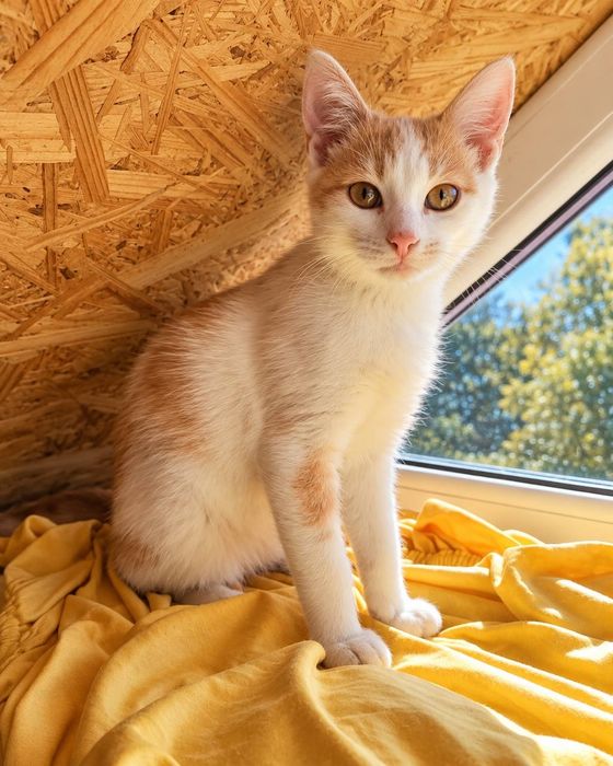 Котик шукає родину