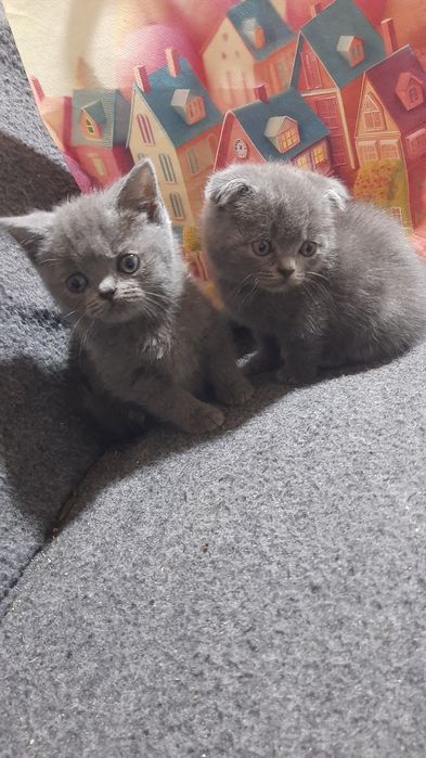 Продаються кошенята