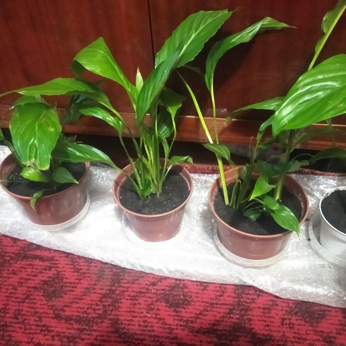 Жіноче щастя , женское счастье