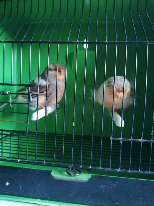 Canários Norwich (fêmeas)