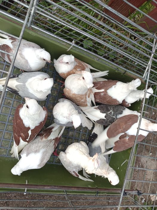 Sprzedam gołębie mewki różne kolory 14 sztuk MOŻLIWOŚĆ DOWOZU