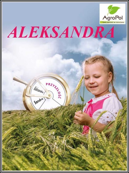 Jęczmień Ozimy ALEKSANDRA - Nowa Sandra Rekordowy Plon Nasiona Jęczmienia Ozimego IGP Agrii
