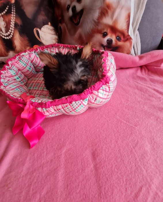 Yorkshire mini minisuper top