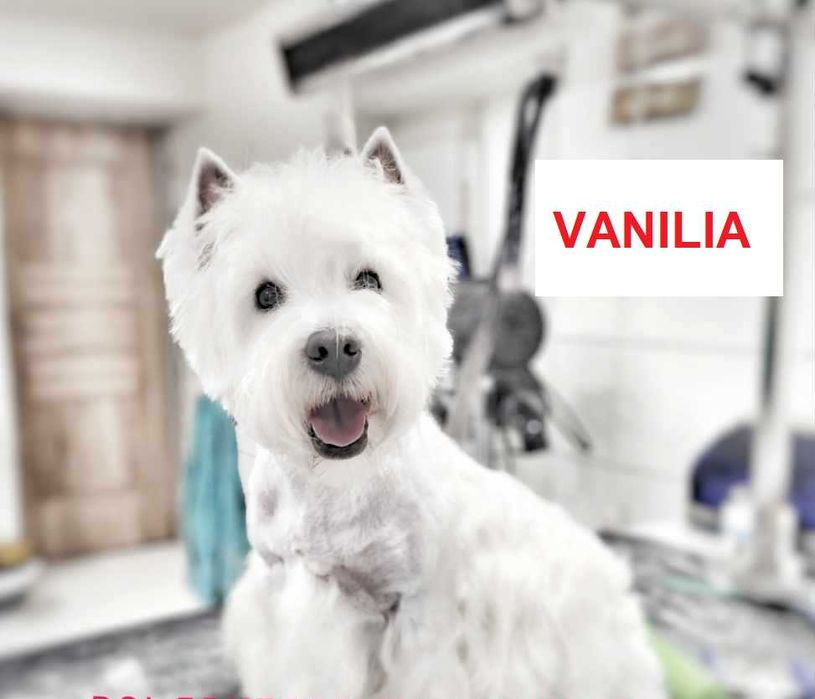Szczeniak West Highland White Terrier FCI