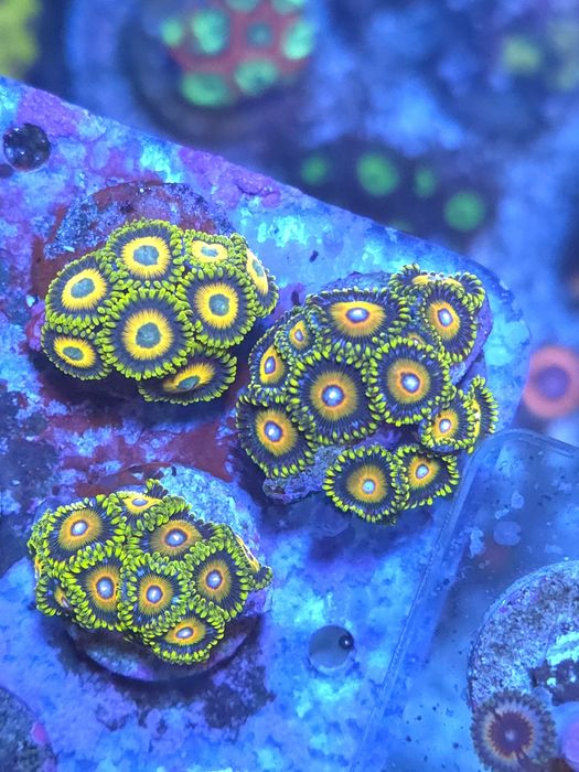 Corais de agua salgada zoantus