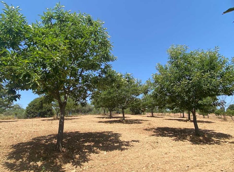 Terreno 3 ha com castanheiros e água à venda em Mós (Bragança)