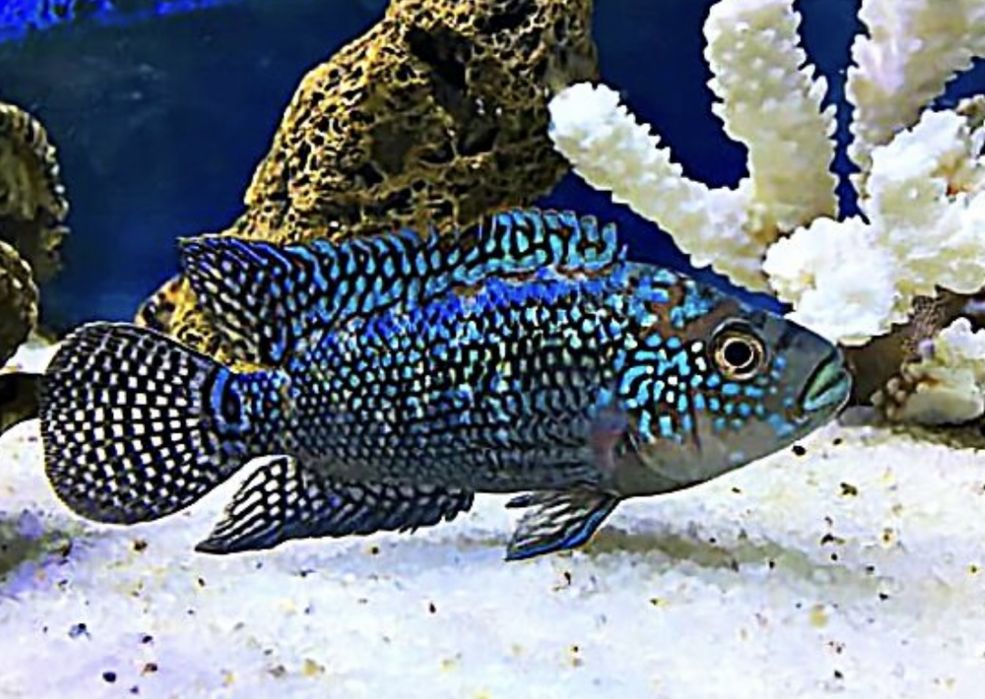 Цихлазома Джэк Демпси Биоцелатум Американские Цихлиды