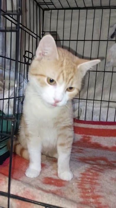 Отдам рыжего котенка, мальчик, 6 месяцев, кастрирован