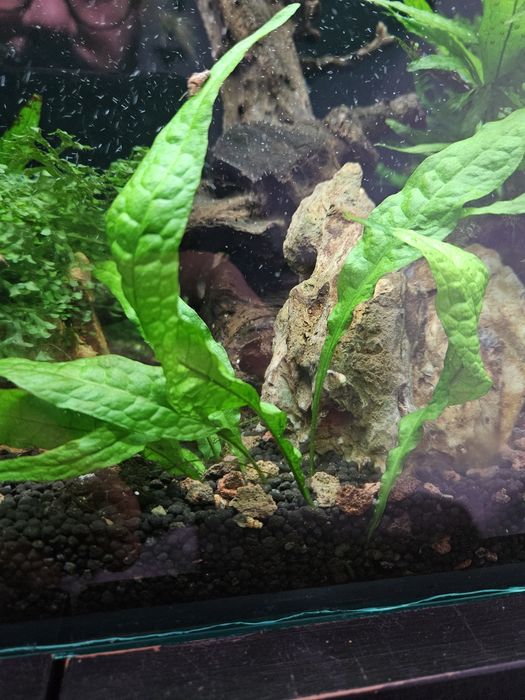 Feto de java (java fern )