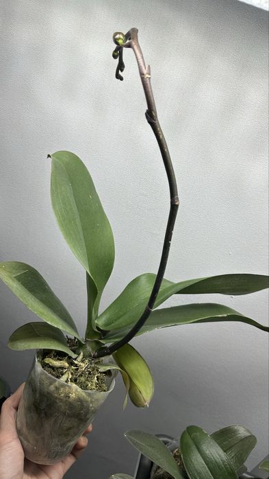 Phalaenopsis Strawberry Chocolate (орхідея метелик)