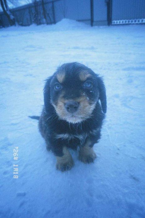 Метіс кокер спаніеля