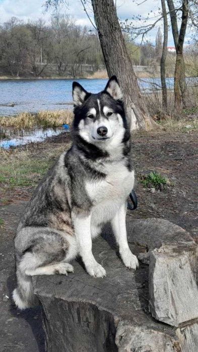 Ищем любящего и заботливого хозяина для нашей хаски